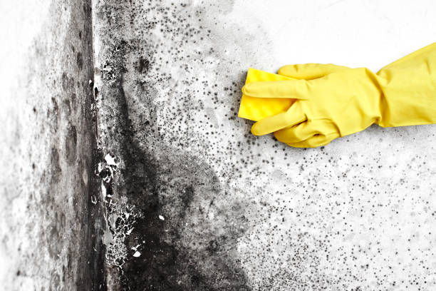 Best Mold Testing and Removal  in East Bronson, FL
