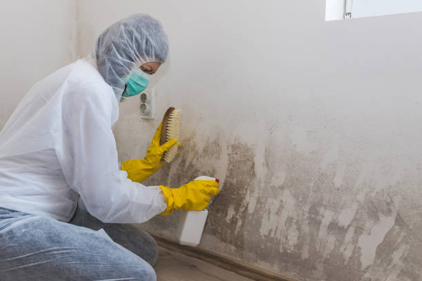 Best Mold Cleaning Services  in East Bronson, FL
