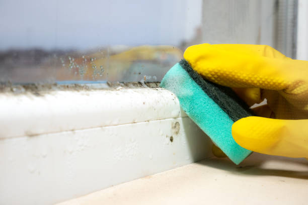 Mold Testing and Removal in East Bronson, FL