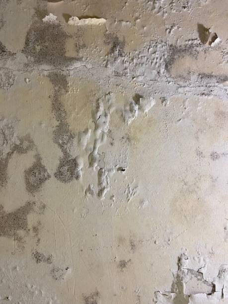 Best Affordable Mold Removal  in East Bronson, FL