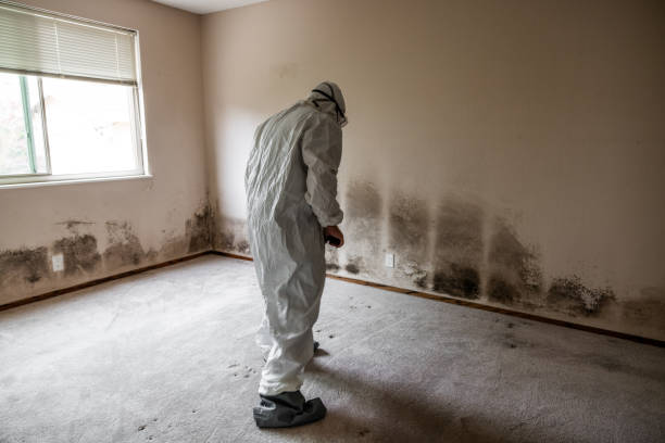 Best Toxic Mold Removal  in East Bronson, FL