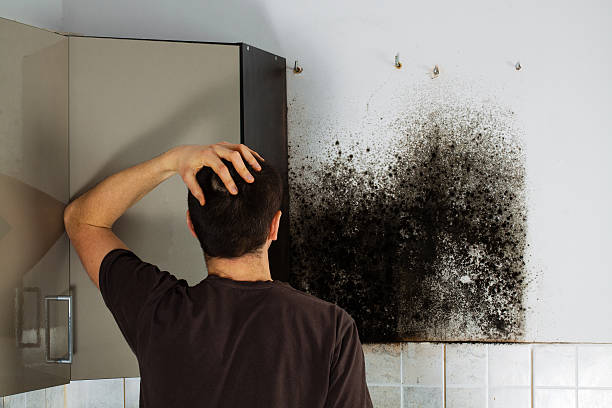 Best Commercial Mold Removal  in East Bronson, FL