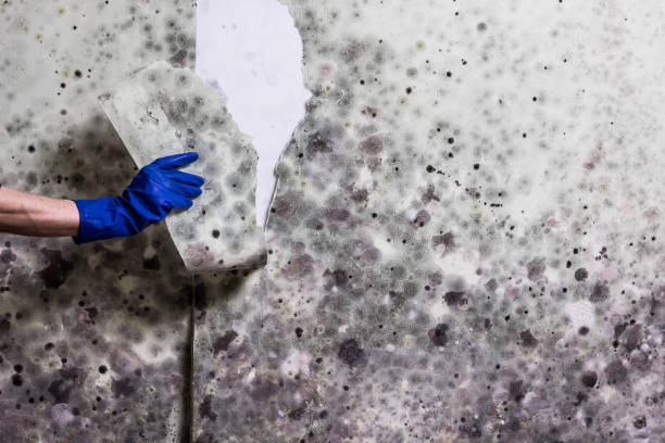 Crawl Space Mold Removal in East Bronson, FL